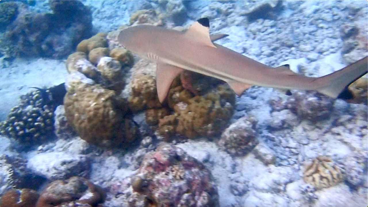 Sonstiges Vilamendhoo Island Resort & Spa