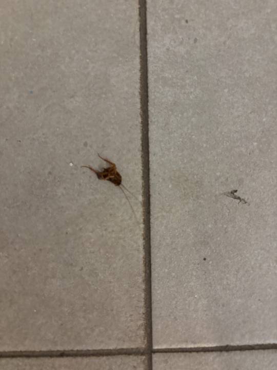 Zimmer alltoura Club Hotel Akeah Broncemar