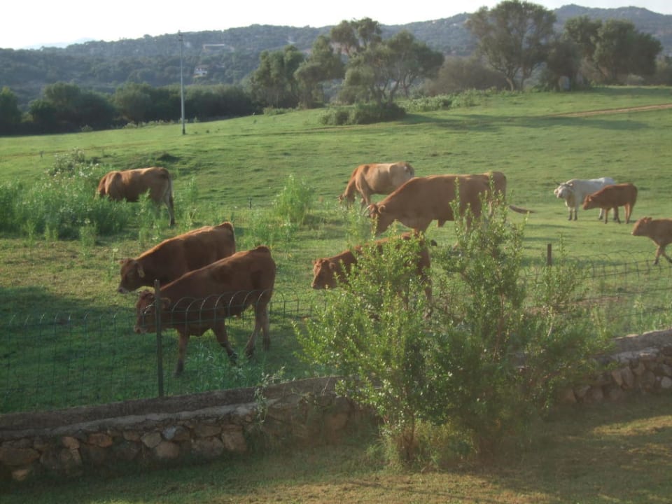 Rinderherde hinter dem Zimmer Agriturismo Cudacciolu