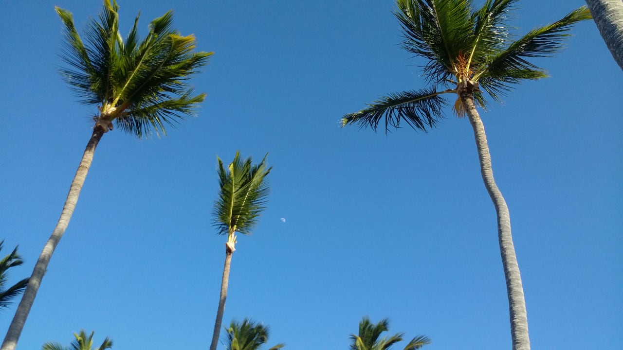 Ausblick von der Liege Grand Palladium Select Bávaro Resort & Spa