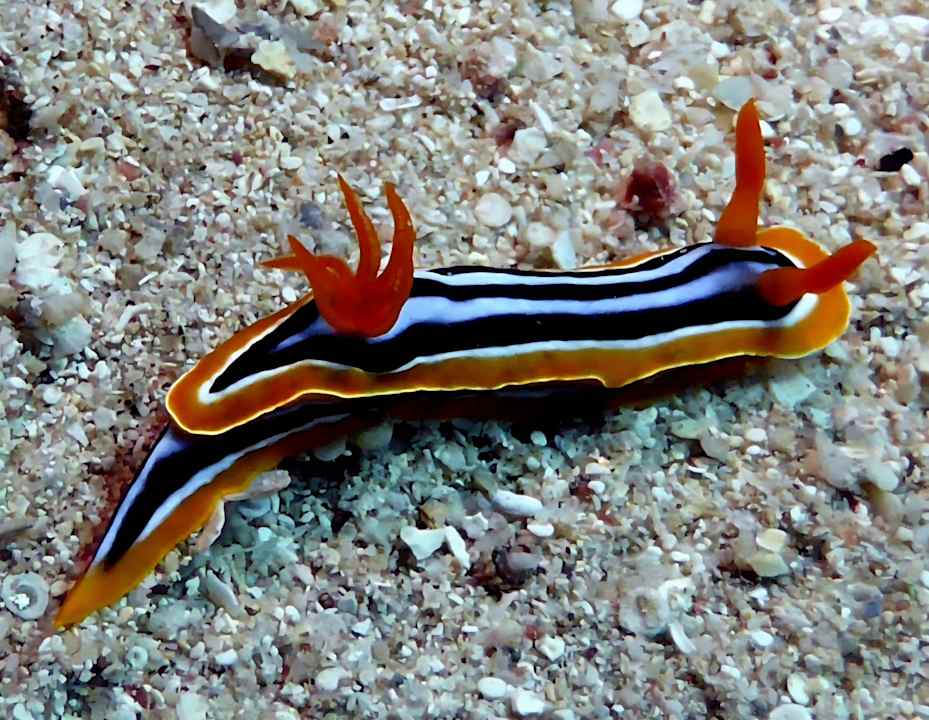 Sonstiges Three Corners Equinox Beach Resort