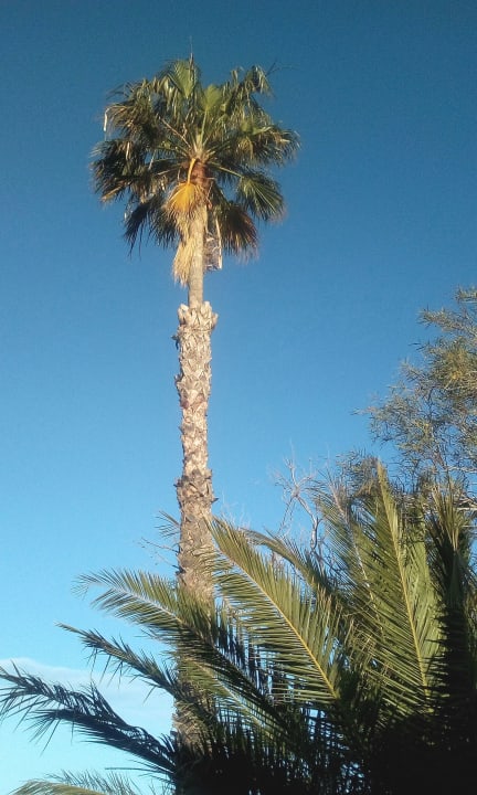 Gartenanlage Hacienda El Pedregal