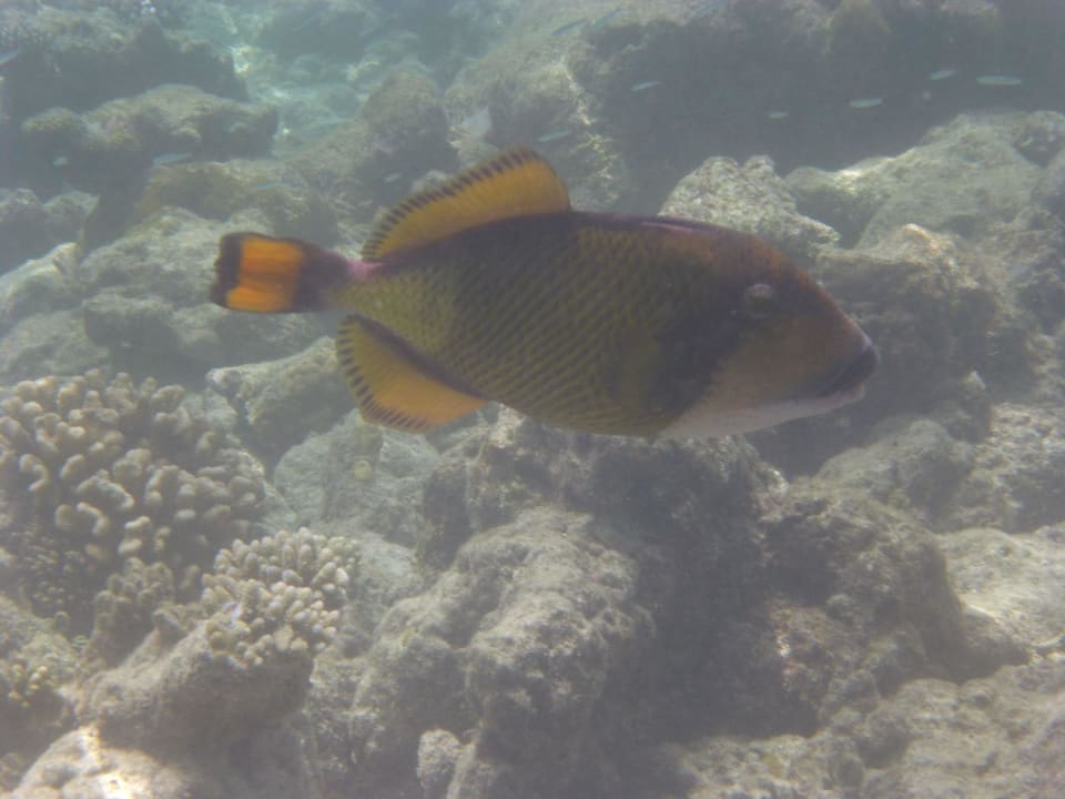 Hausriff Vilamendhoo Island Resort & Spa