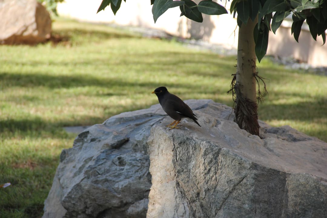 Hotel Iberotel Miramar Al Aqah Beach Resort Miramar Al Aqah Beach Resort