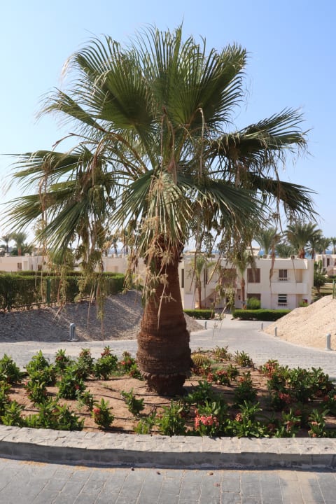 Gartenanlage Hurghada Long Beach Resort