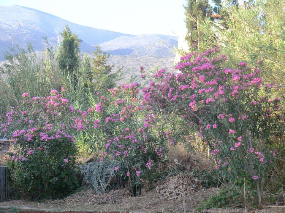 Blütengehölze im Biogarten Phãea Cretan Malia