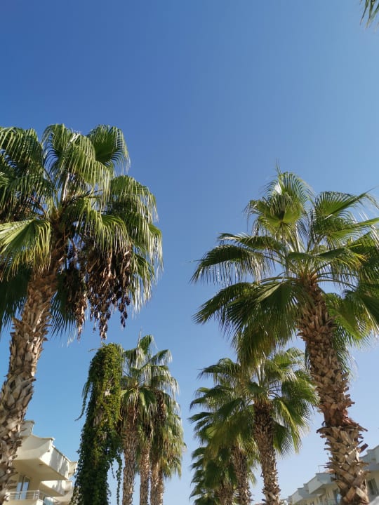 Sonstiges Dream Family Club