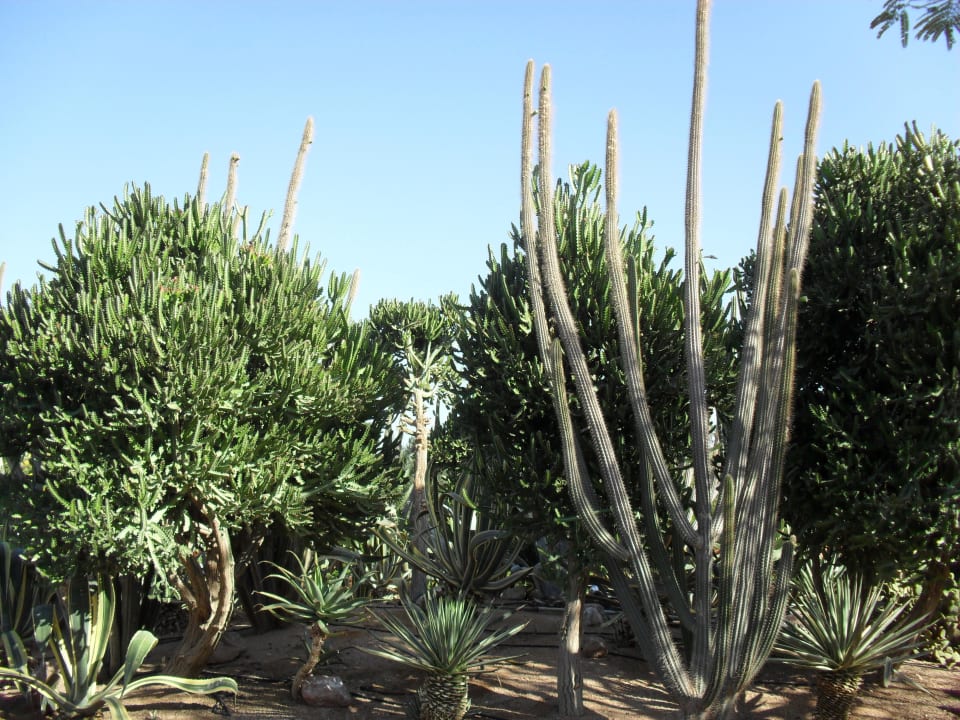 Ogród Hotel Nubian Village