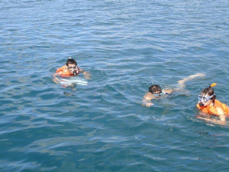 Whaleshark Interaction AGM Beachfront Resort