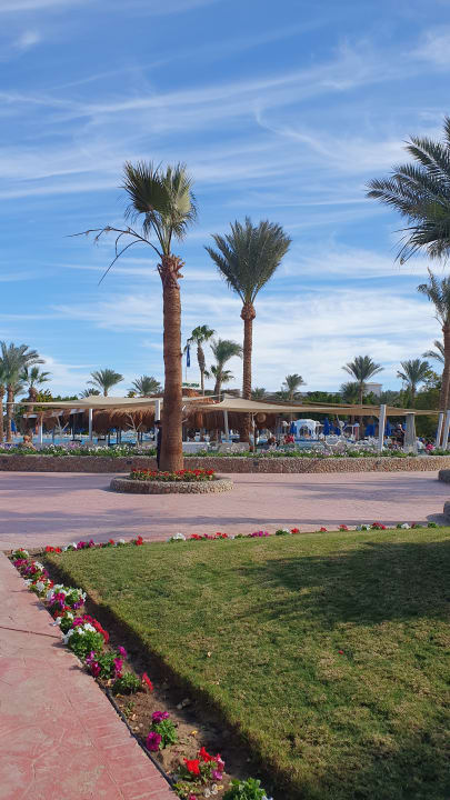 Gartenanlage Desert Rose