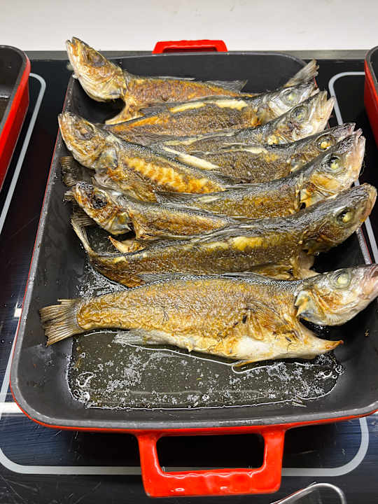 Gastro Maxeria Blue Didyma