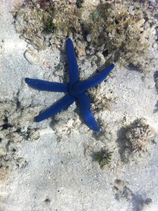 Korallen, Muscheln  Maleenga Resort