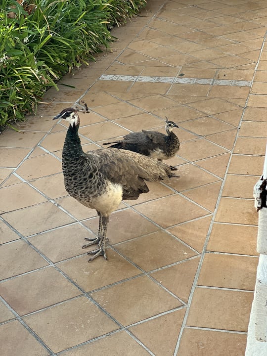 Sonstiges Zafiro Bahia