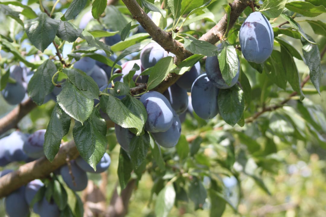 Gartenanlage Locanda Casanuova