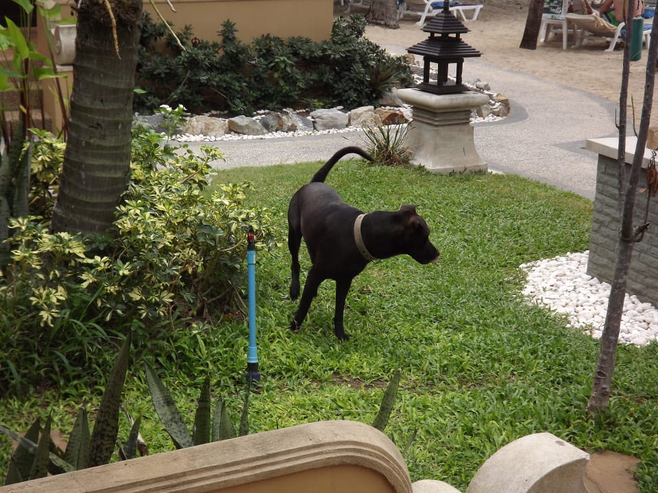 Jetzt hat es geklappt The Fair House Beach Resort