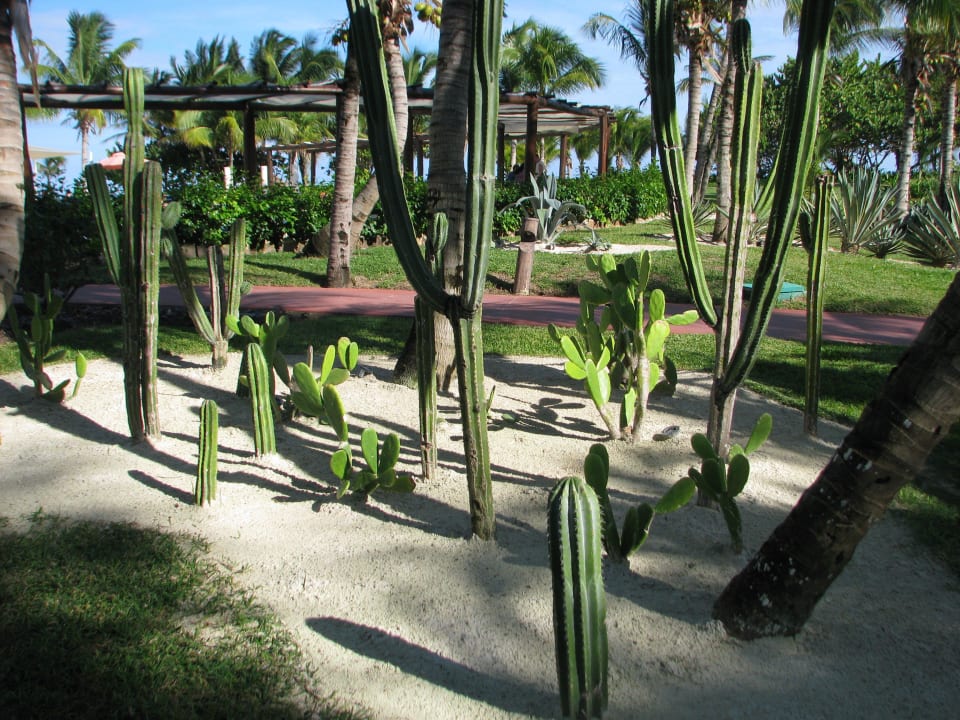 Kakteengarten Catalonia Playa Maroma