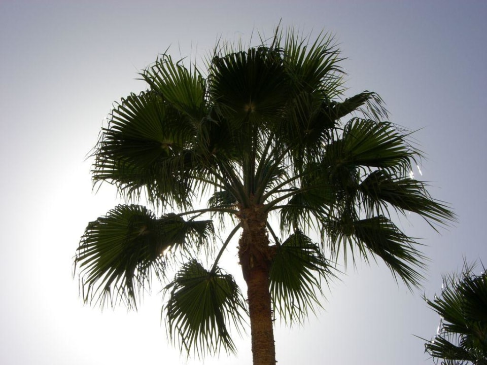 Garten Hotel Riu Gran Canaria