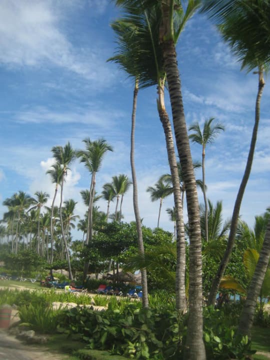 Gartenanlage Hotel Grand Palladium Palace Resort, Spa & Casino