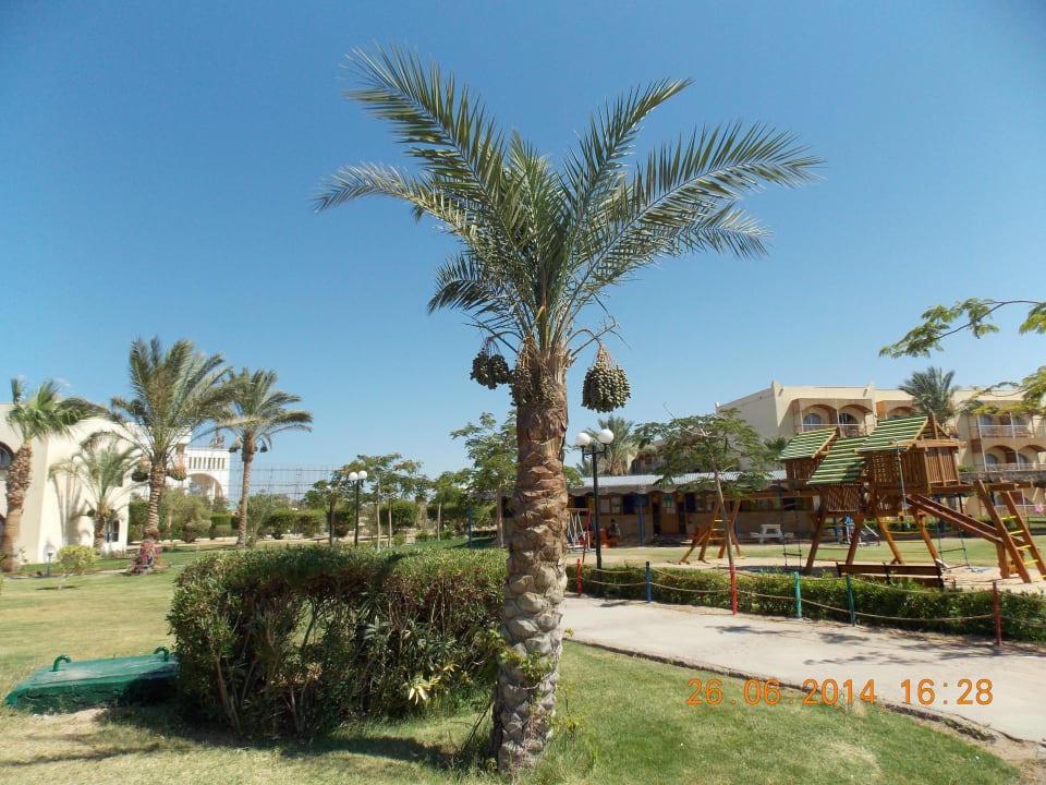 Территория Desert Rose