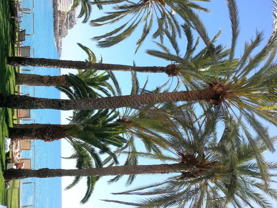 Schöne Palmen im Garten Radisson Blu Resort Gran Canaria