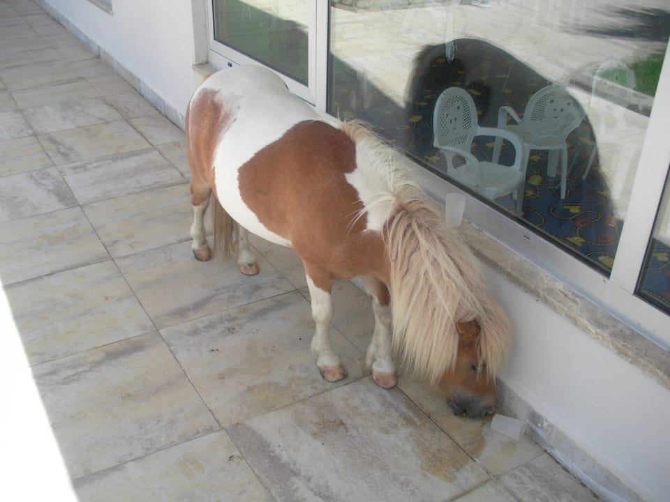 Zahmes Pony  Vita Silva Hotel