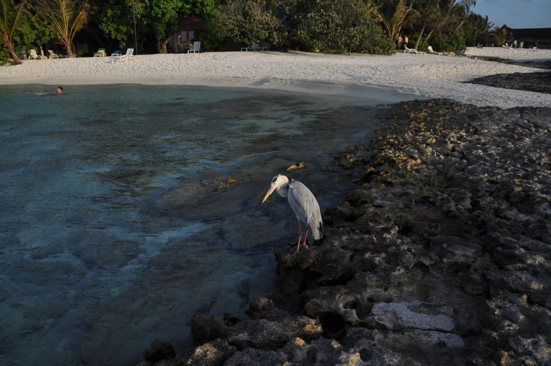 Summer Island Village Summer Island Maldives