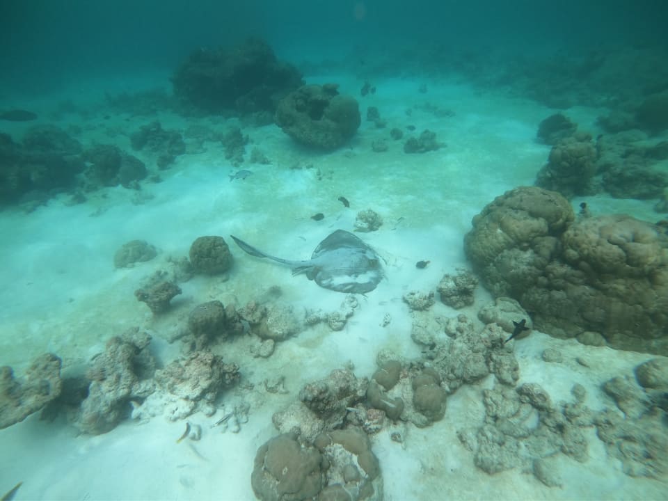 Sport & Freizeit Summer Island Maldives