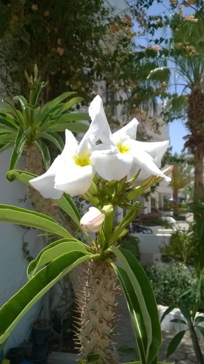 Даже кактусы цветут лилиями! Marlin Inn Azur Resort