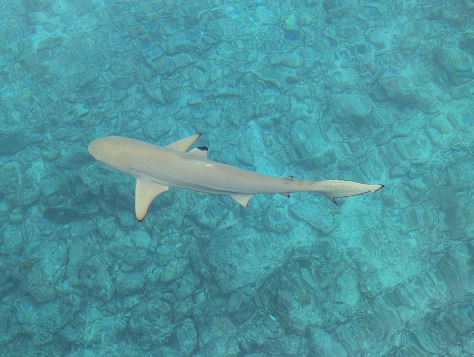 Strand Summer Island Maldives
