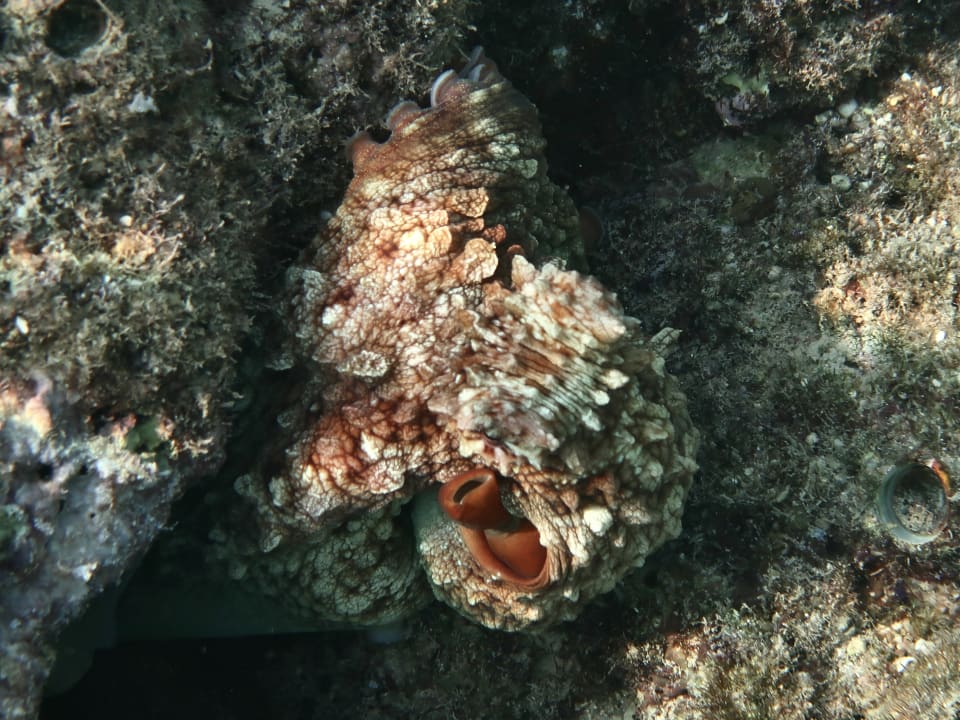 Sport & Freizeit Coral Sun Beach