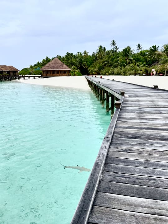 Strand Meeru Maldives Resort Island