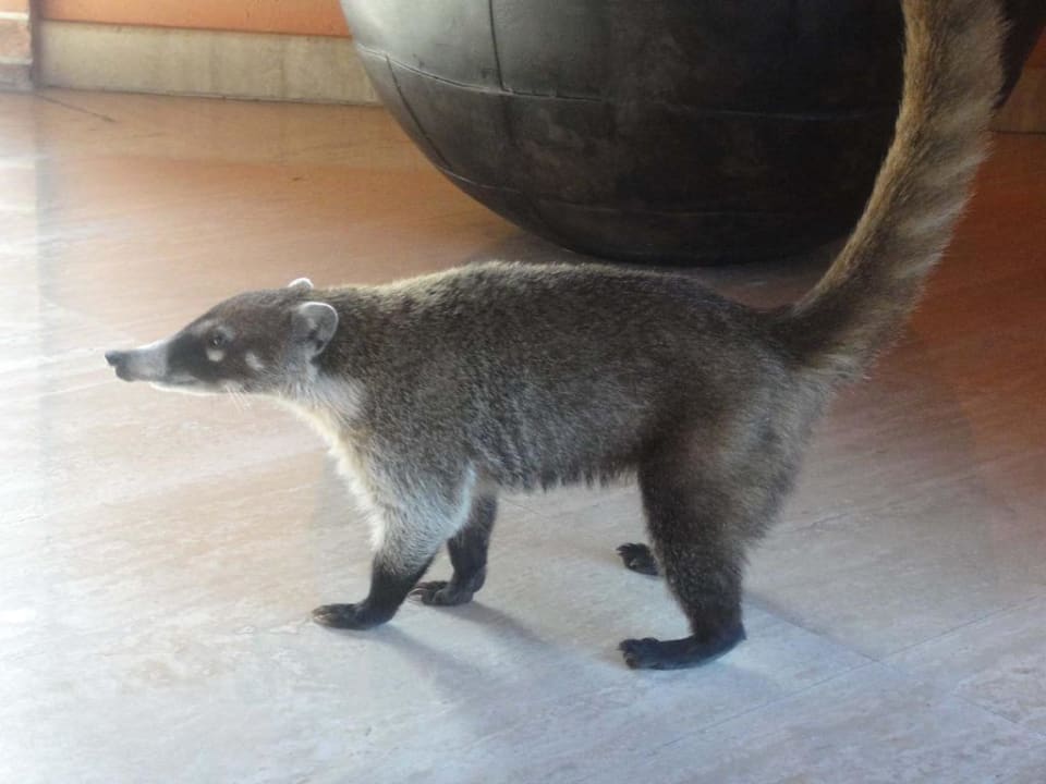 Richtig lieb Grand Palladium Kantenah Resort & Spa