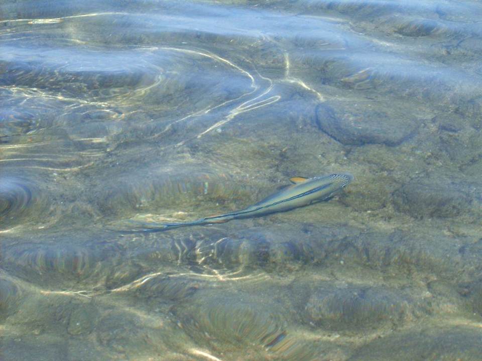 Fisch am Strand Ghazala Gardens