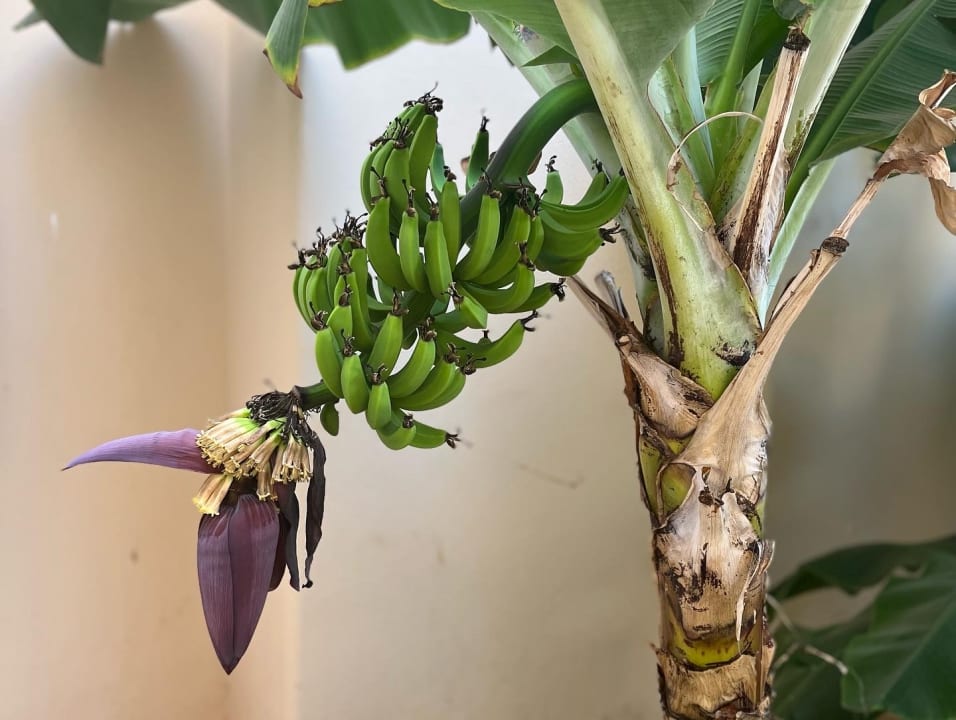 Gartenanlage Hotel Riu Touareg