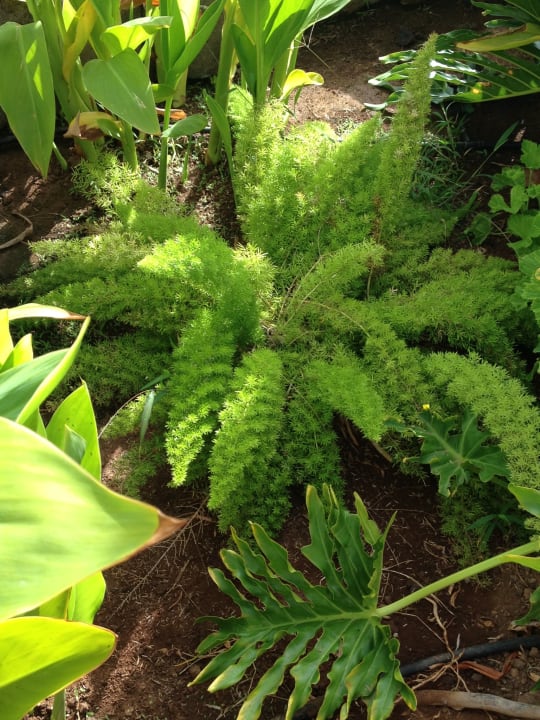 Gartenanlage Landmar Playa La Arena