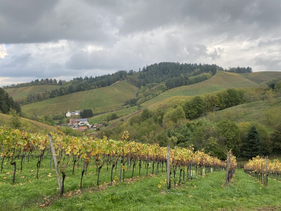 Ausblick Waldhotel Grüner Baum