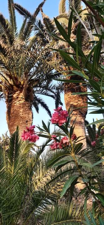 Gartenanlage Civitel Creta Beach