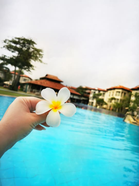 Pool Club Hotel Dolphin