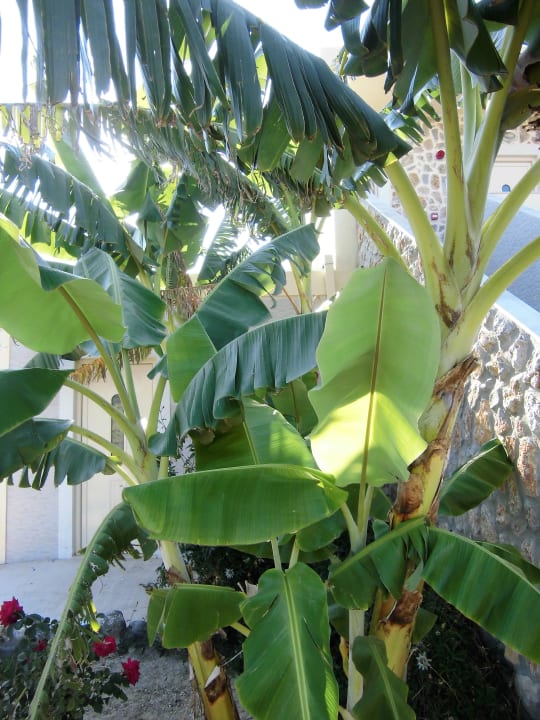 Gartenanlage Hotel Kouros Palace