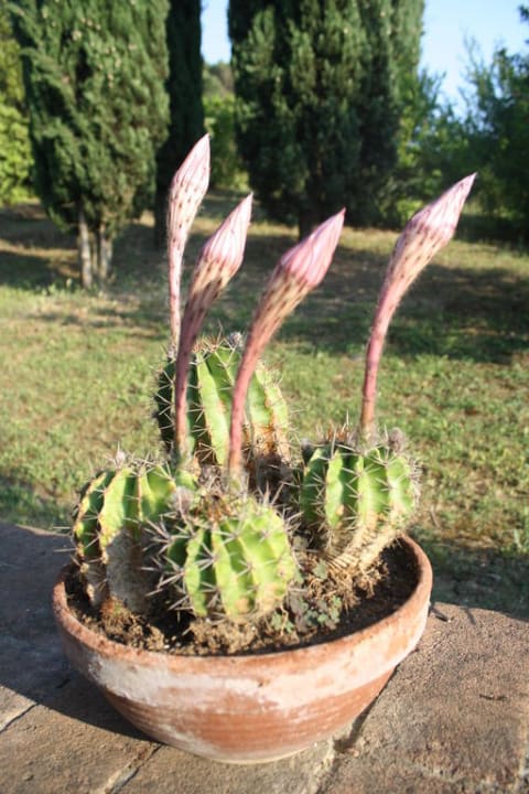 Kakteen vor unserer Wohnung kurz vor der Blüte Apartments Poggio Cornetto