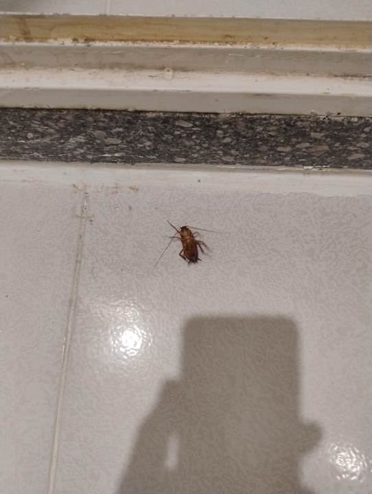 Zimmer MG Alexander The Great Hotel