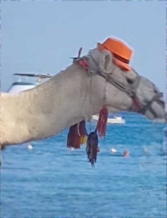 Sonstiges Giftun Azur Resort