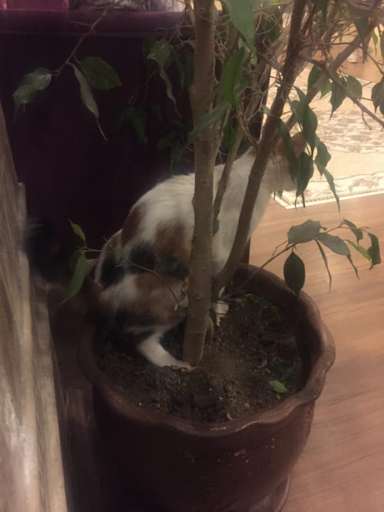 Gastro Selectum Family Comfort Side