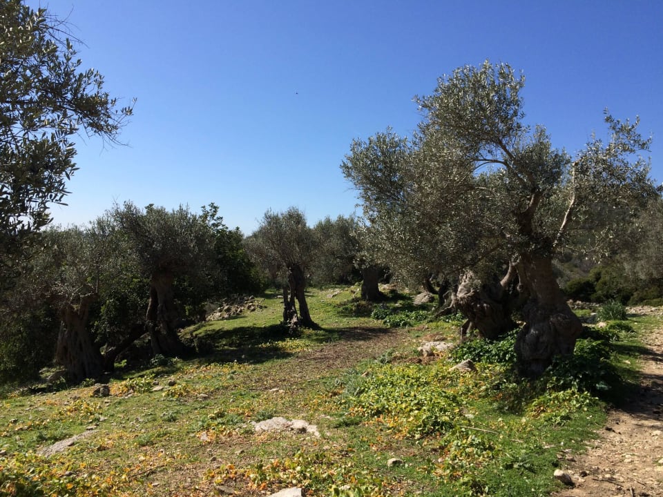 Umgebung, vor der Tür Hotel Monnaber Vell