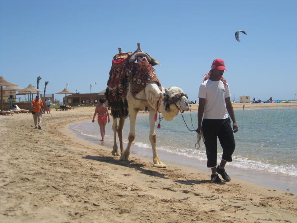 Täglich am Stand zum Reiten!  Shams Prestige Abu Soma-Adults Only