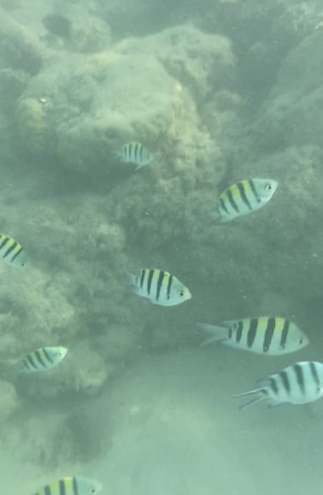 Sport & Freizeit Jaz Bluemarine