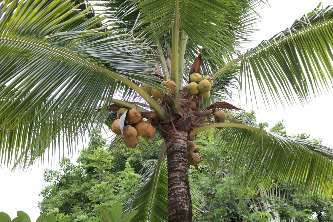 Gartenanlage Bo Phut Resort & Spa