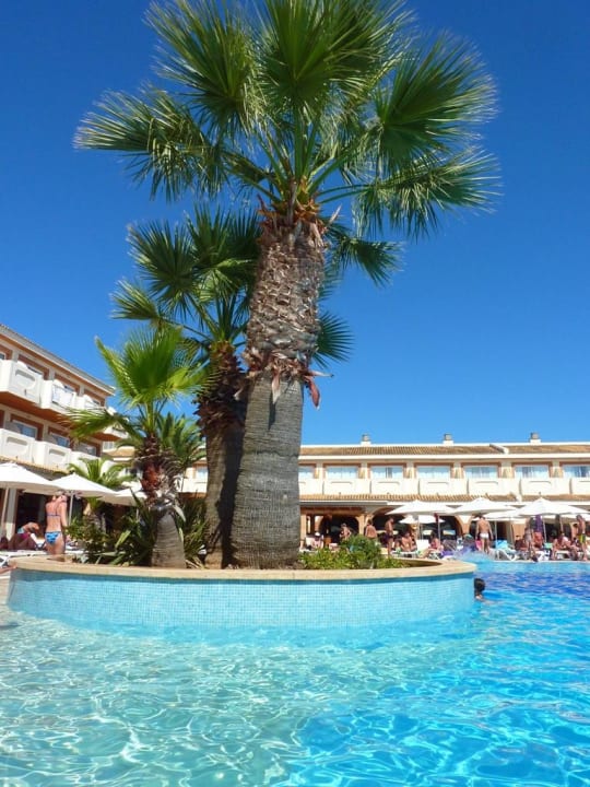 Okazała palma blau punta reina