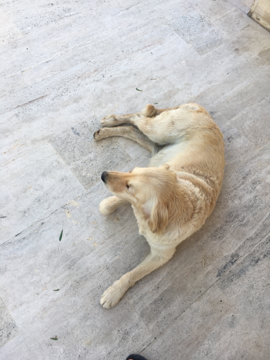 Sonstiges Dogan Paradise Beach