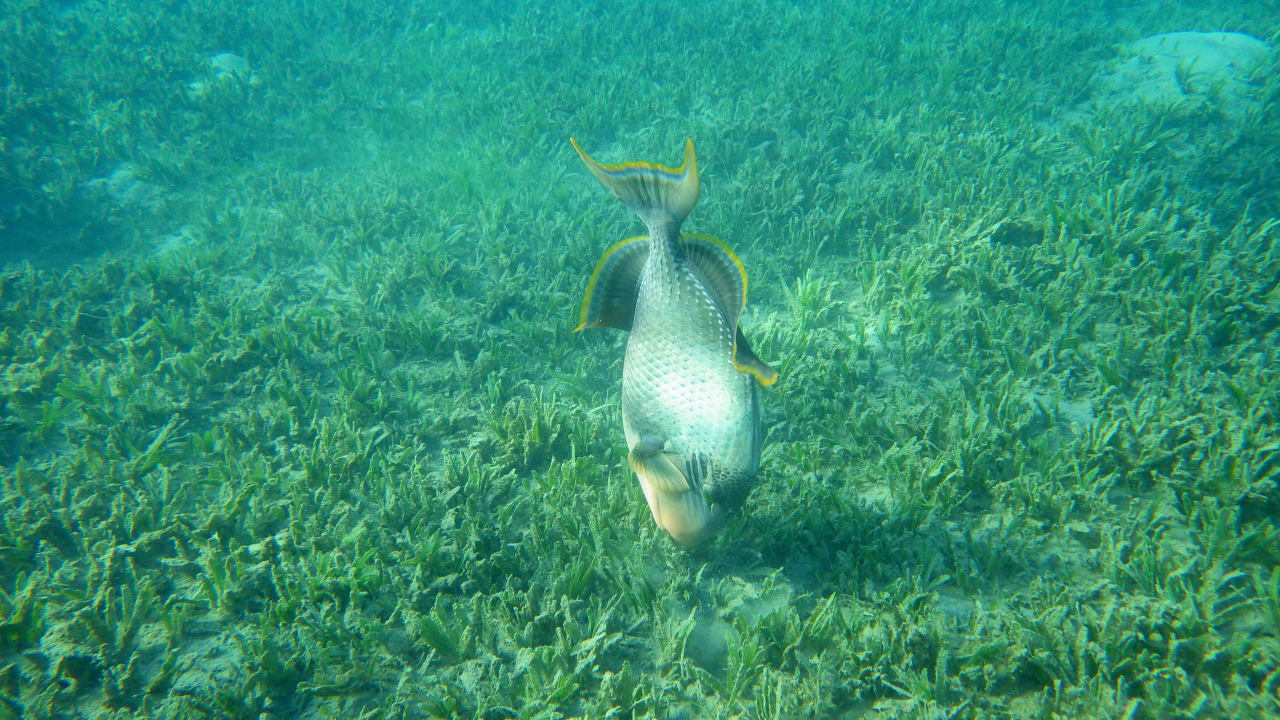 Gelbsaum-Drückerfisch Lahami Bay Beach Resort